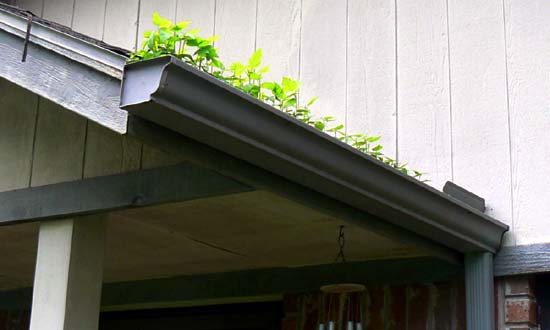 Photo of gutters that need to be cleaned