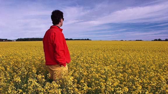 Man looking out over a field of yellow flowers
