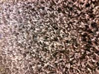 Photo of shag carpet