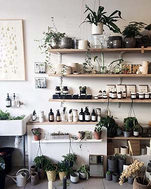 Photo of some indoor house plants in bottles