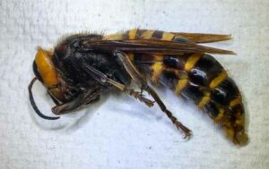Photo of an Asian Giant Hornet